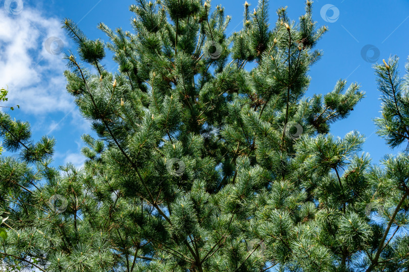 Скачать Молодые побеги на ветвях японской сосны Pinus parviflora Glauca на фоне голубого неба фотосток Ozero