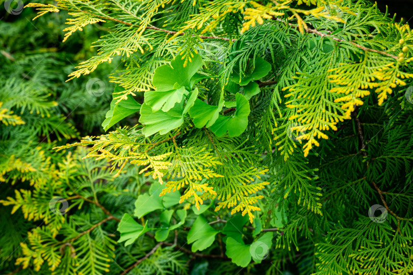 Скачать Крупным планом ярко-зеленые молодые листья дерева гинкго (Ginkgo biloba), известного как гинкго или гинкго-гингко, с желто-зеленой текстурой хвои Thuja occidentalis Aurea фотосток Ozero