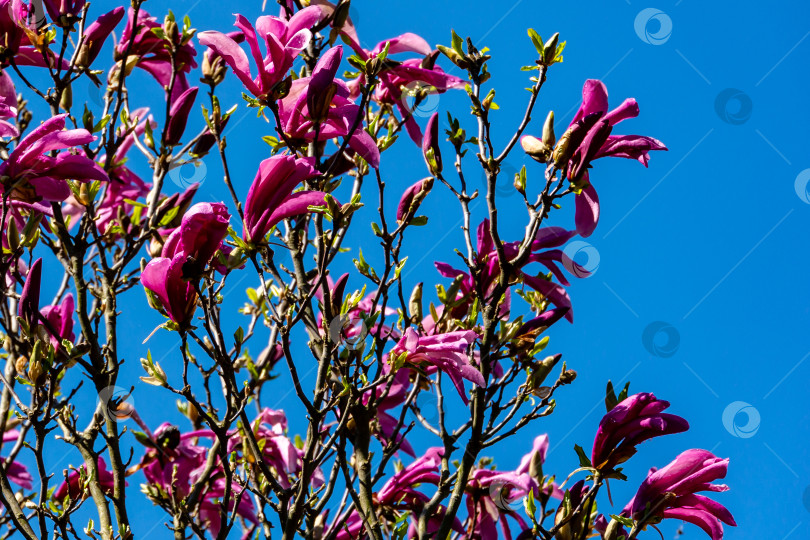 Скачать Множество крупных розовых цветов и бутонов магнолии Сьюзен (Magnolia liliiflora x Magnolia stellata) на фоне голубого неба фотосток Ozero