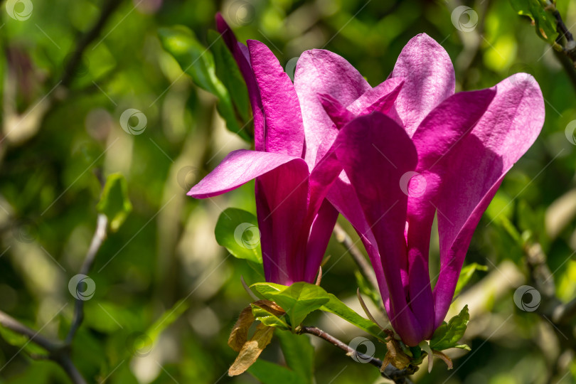 Скачать Красивая цветущая магнолия Сьюзен (Magnolia liliiflora x Magnolia stellata) с крупными розовыми цветами и бутонами в весеннем саду фотосток Ozero