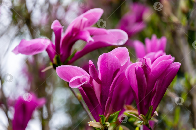 Скачать Красивая цветущая магнолия Сьюзен (Magnolia liliiflora x Magnolia stellata) с крупными розовыми цветами и бутонами в весеннем саду. фотосток Ozero