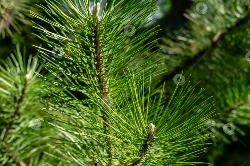 Скачать Молодые побеги на ветвях черной австрийской сосны (Pinus nigra). Солнечный день в весеннем саду фотосток Ozero