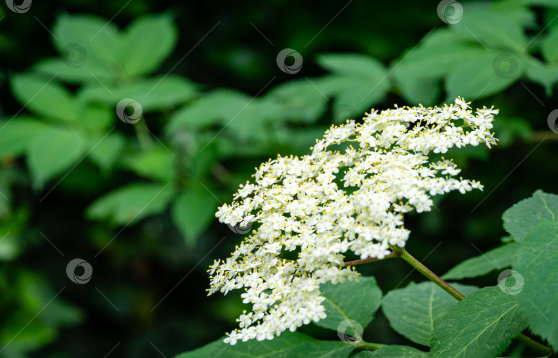 Скачать Нежное изумительное цветение черного самбука (Sambucus nigra) на темно-зеленом фоне сада фотосток Ozero