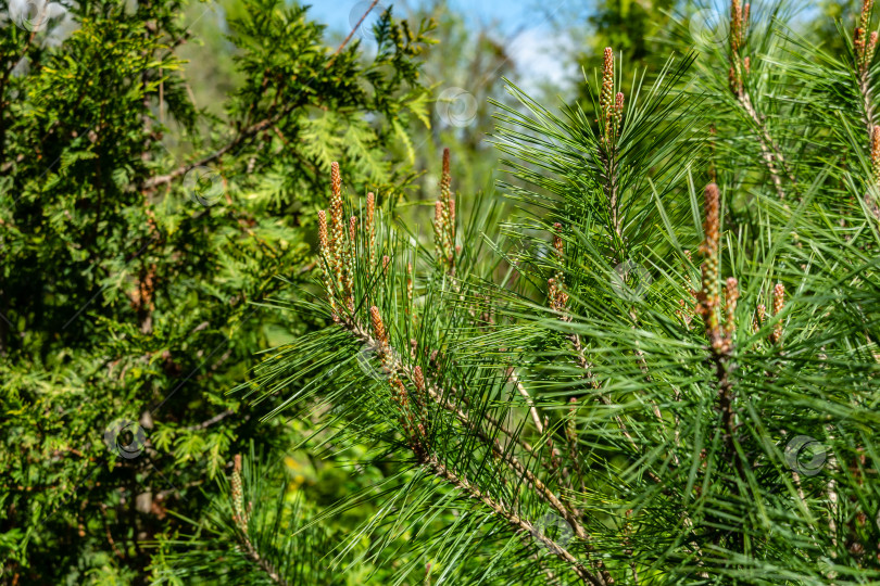 Скачать Молодые длинные побеги Pinus densiflora Umbraculifera на фоне вечнозеленых растений. Солнечный день в весеннем саду фотосток Ozero