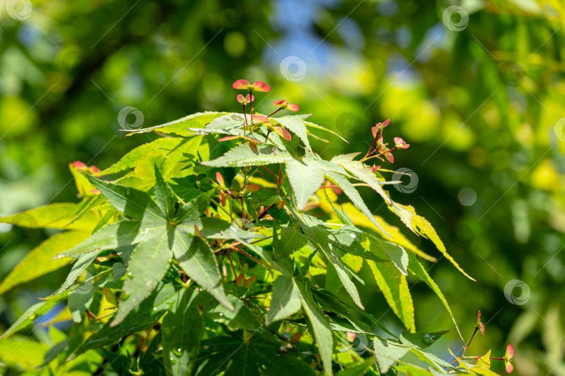 Скачать Крупным планом маленькие красные семена клена Acer Palmatum с ярко-зелеными листьями на фоне размытых зеленых растений фотосток Ozero