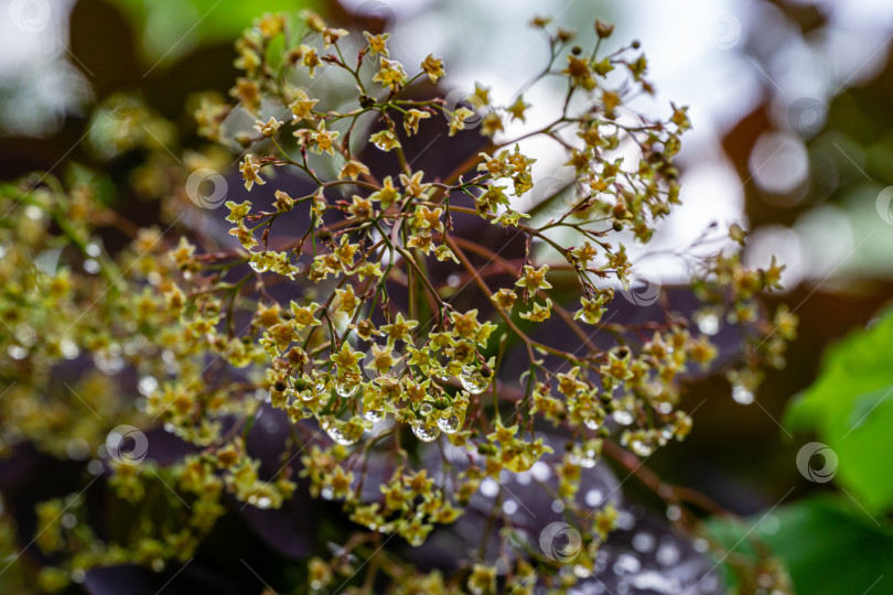 Скачать Изящные крошечные цветки Cotinus coggygria Royal Purple (Рус котинус, европейское дымчатое дерево), покрытые каплями дождя, выглядят как драгоценные камни на прекрасном бокене. фотосток Ozero