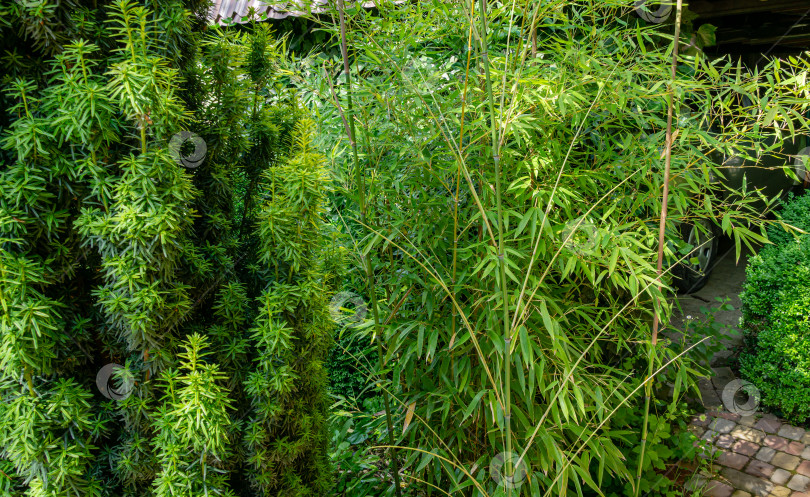 Скачать Высокий элегантный бамбуковый куст Phyllostachys aureosulcata прекрасно впишется в дизайн красивого декоративного сада. Отличное сочетание с тисом и туей фотосток Ozero