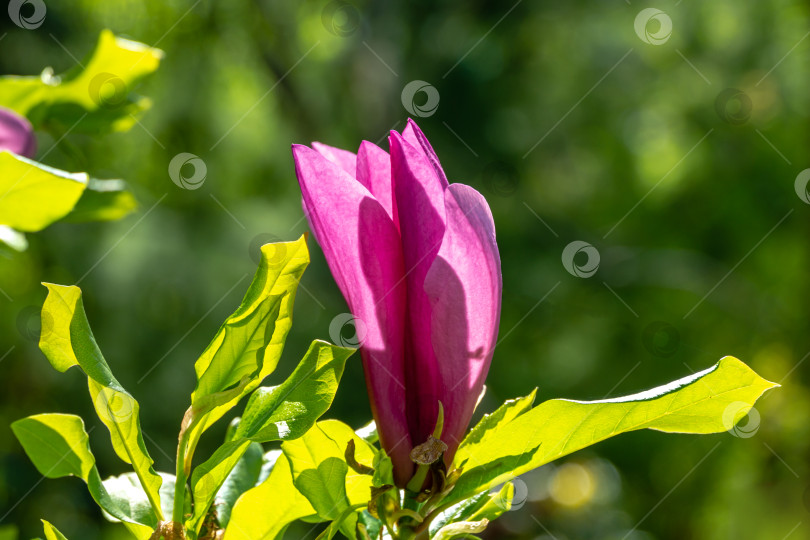 Скачать Красивый крупный розовый цветок магнолии Сьюзен (Magnolia liliiflora x Magnolia stellata), распускающийся в весеннем саду. Выборочный выбор фотосток Ozero