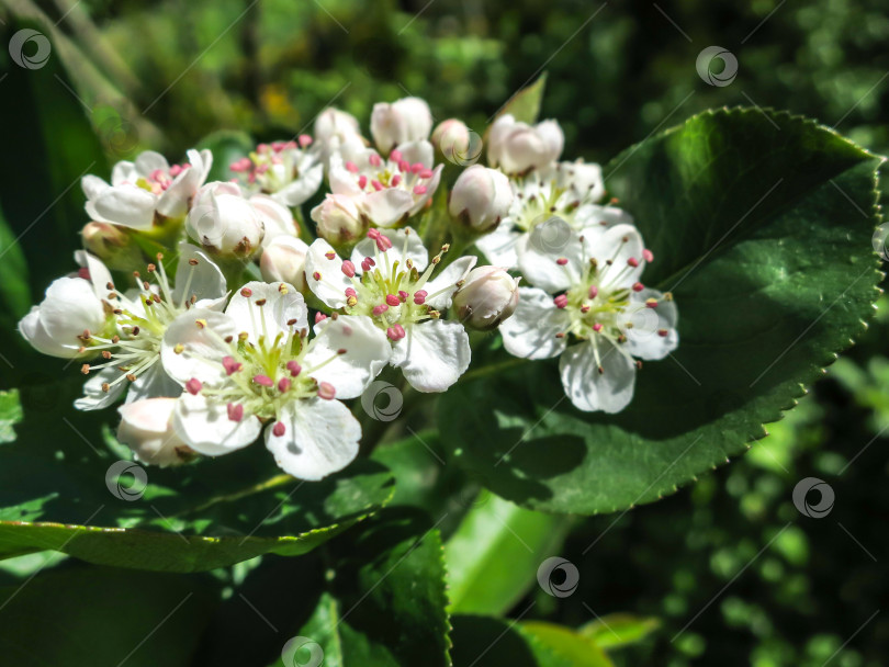 Скачать Изумительные цветы боярышника Crataegus submollis или майского цветка. Макросъемка нежного соцветия на темно-зеленом фоне сада. фотосток Ozero