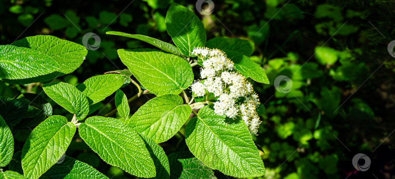 Скачать Крупный план красивых белых весенних цветов калины кожистой (Viburnum rhytidophyllum Alleghany) с темно-зелеными листьями, покрытыми текстурой. Выборочный обзор фотосток Ozero