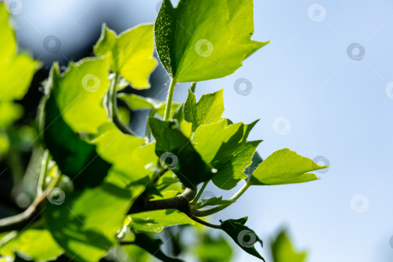 Скачать Веточка зеленого плюща Hedera helix с яркими молодыми листьями на фоне естественного боке сада на фоне солнца фотосток Ozero