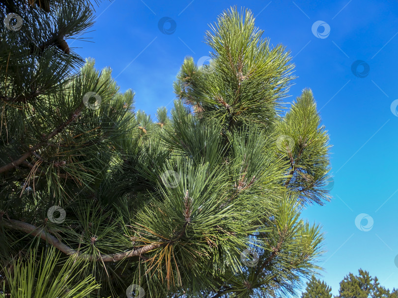 Скачать Красивая ветвь пушистой сосны Станкевича (Pinus brutia stankewiczii) на фоне голубого неба. Pinus brutia var. станкевича - эндемик Крыма фотосток Ozero