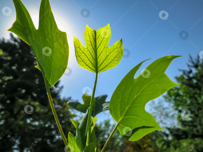 Скачать Молодой зеленый лист американского тюльпанного дерева или Liriodendron tulipifera сияет на солнце на фоне голубого неба и темной зелени сада. Весенняя тема. Есть место для текста фотосток Ozero