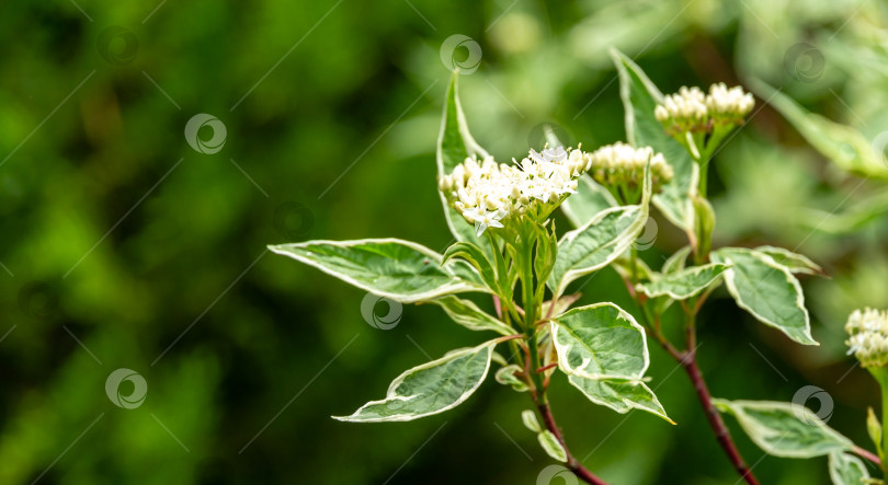 Скачать Цветущая ветка пестролистного кустарника Cornus alba Elegantissima или Свидина белая на размытом темном фоне. Зеленые листья с белыми и красными веточками в саду фотосток Ozero