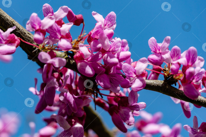 Скачать Крупный план фиолетового цветка Редбада восточного, или Cercis canadensis, в весеннем солнечном саду. Фиолетовые соцветия на фоне чистого голубого неба. фотосток Ozero