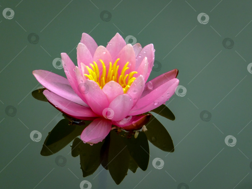 Скачать Нежно-розовый красивый цветок водяной лилии или лотоса Marliacea Rosea в старом пруду. Лепестки нимфеи отражаются вместе с растениями в зеленом зеркале пруда. фотосток Ozero
