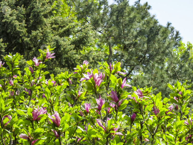 Скачать Множество крупных розовых цветов и бутонов магнолии Сьюзен (Magnolia liliiflora x Magnolia stellata) с молодыми зелеными листочками в размытом саду. Выборочный фокус. фотосток Ozero