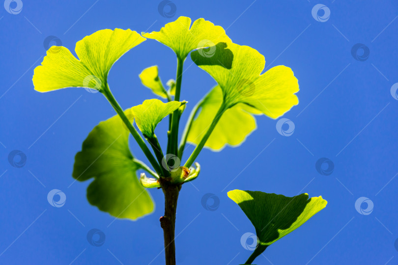 Скачать Крупный план ярко-зеленых листьев дерева гинкго (Ginkgo biloba), известного как гинкго или гинкго-гингко в мягком фокусе на фоне голубого неба фотосток Ozero