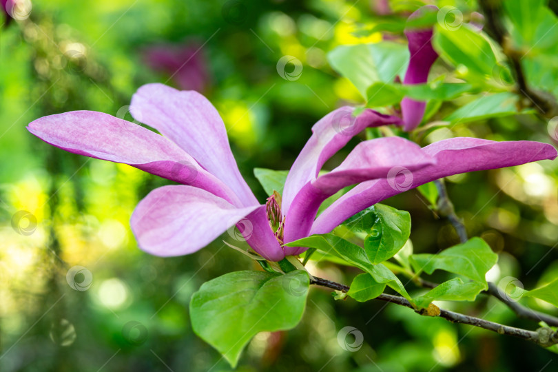 Скачать Полностью раскрывшаяся магнолия Сьюзан (Magnolia liliiflora x Magnolia stellata) - розовый цветок с красивым натуральным боке фотосток Ozero
