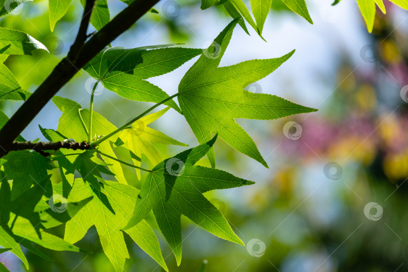 Скачать Крупный план ярко-зеленых листьев Liquidambar styraciflua, янтарного дерева на фоне солнца и красочного фона в стиле боке в саду фотосток Ozero