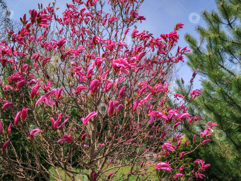 Скачать Множество крупных розовых цветов и бутонов магнолии Сьюзен (Magnolia liliiflora x Magnolia stellata) в саду. Выборочный подход. фотосток Ozero