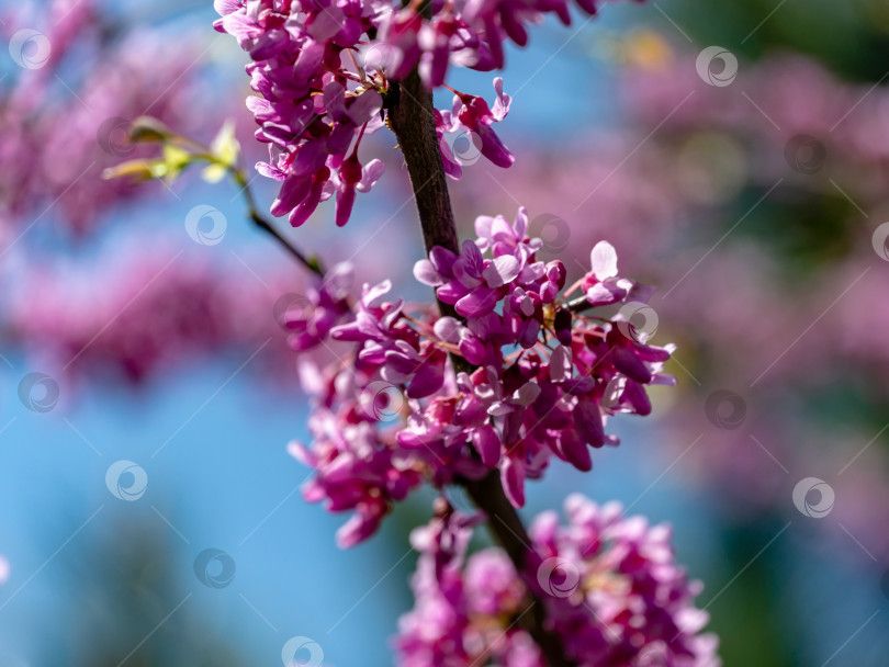 Скачать Крупный план фиолетового цветка Редбада восточного, или Cercis canadensis, в весеннем солнечном саду. Фиолетовые соцветия на фоне чистого голубого неба. фотосток Ozero