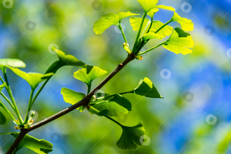 Скачать Крупный план ярко-зеленых листьев дерева гинкго (Ginkgo biloba), известного как гингко, в мягком фокусе на фоне зеленого и синего боке фотосток Ozero
