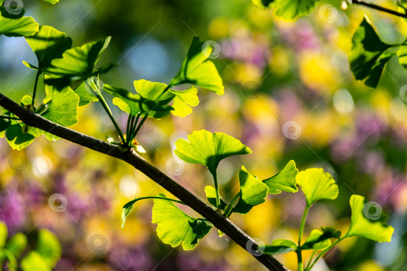 Скачать Крупный план ярко-зеленых листьев дерева гинкго (Ginkgo biloba), известного как гингко, в мягком фокусе на фоне зеленого, фиолетового и желтого боке фотосток Ozero