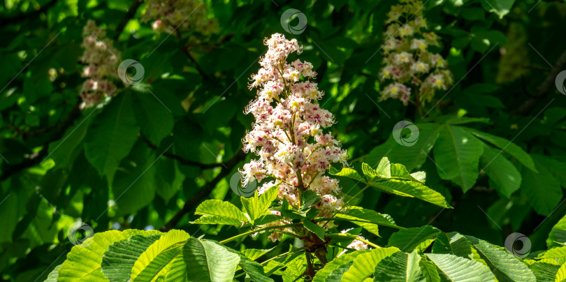 Скачать Белые свечи цветущего конского каштана (Aesculus hippocastanum, каштановое дерево) на фоне темно-зеленой листвы деревьев. Весенний солнечный день фотосток Ozero