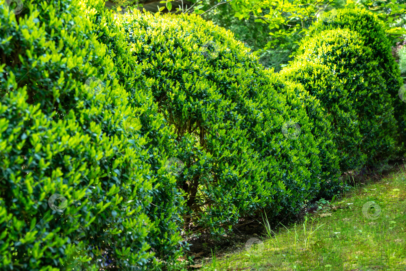 Скачать Сформированные подстриженные кусты старого самшита Buxus sempervirens, который растет в саду уже более 60 лет, с молодой яркой зеленью фотосток Ozero