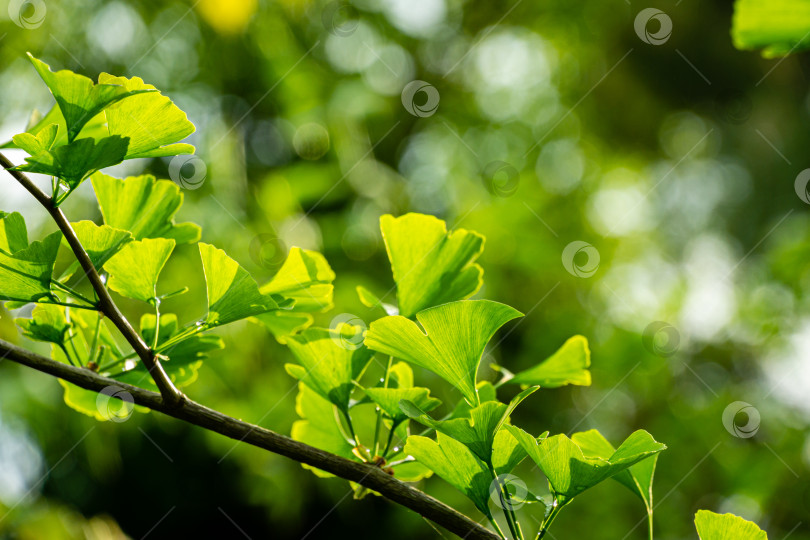Скачать Крупный план ярко-зеленых листьев дерева гинкго (Ginkgo biloba), известного как гинкго или гинкго-гингко в мягком фокусе на фоне размытой листвы фотосток Ozero
