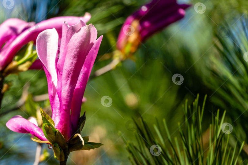 Скачать Крупный план большого розового цветка магнолии Сьюзен (Magnolia liliiflora x Magnolia stellata) на фоне черной сосны фотосток Ozero