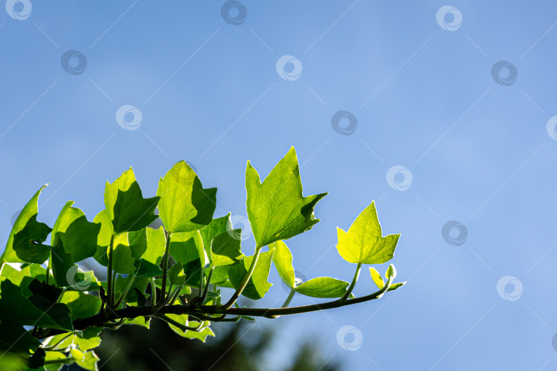 Скачать Веточка зеленого плюща Hedera helix с яркими молодыми листьями на фоне солнца и голубого неба фотосток Ozero