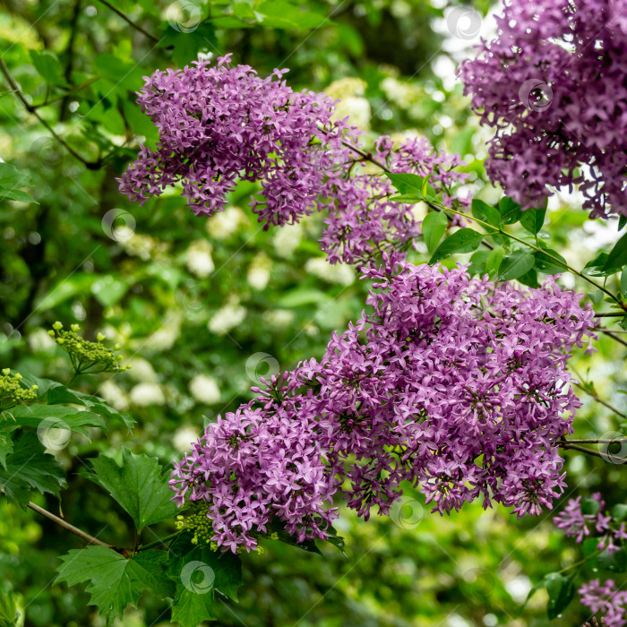 Скачать Весеннее цветение розово-фиолетовых кустов сирени Syringa microphylla на зеленом размытом фоне фотосток Ozero
