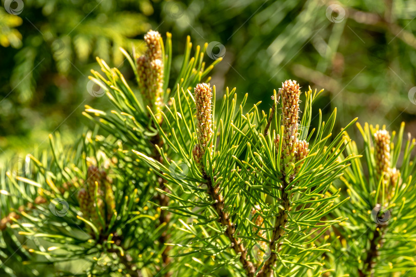 Скачать Молодые побеги карликовой горной сосны Pinus mugo Ophir сорта Голден с красивыми золотистыми кончиками иголок. Солнечный день в весеннем саду фотосток Ozero