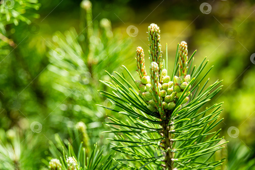 Скачать Красивые молодые длинные побеги горной сосны Pinus mugo Pumilio. Маленькие и пушистые фотосток Ozero