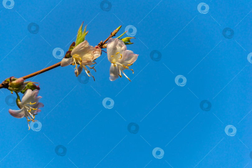 Скачать Макрос зимней жимолости Lonicera fragrantissima на фоне голубого неба фотосток Ozero