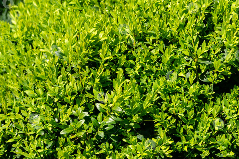 Скачать Яркая новая зеленая листва самшита Buxus sempervirens служит фоном для зеленого сада. фотосток Ozero