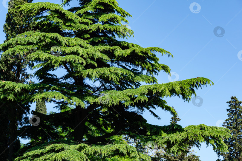 Скачать Прекрасный гималайский кедр (Cedrus Deodara, Деодарский кедр) растет на побережье Черного моря в городе Туапсе. Яркая свежая весенняя хвоя на фоне голубого безоблачного неба фотосток Ozero