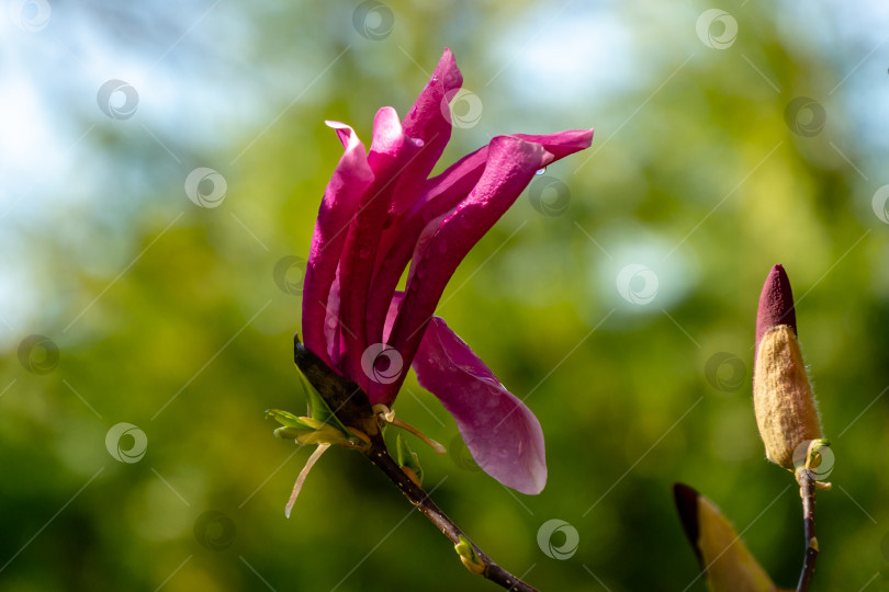 Скачать Большой розовый цветок магнолии Сьюзен (Magnolia liliiflora x Magnolia stellata) в зеленом весеннем саду фотосток Ozero