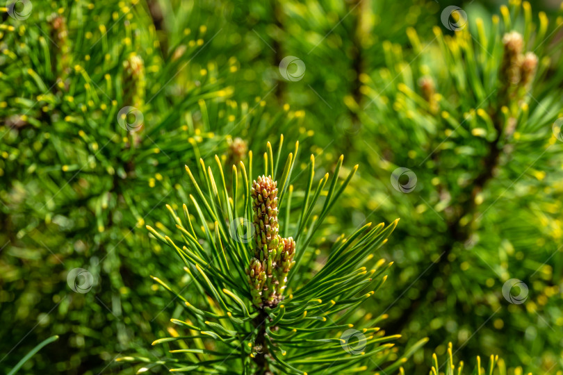 Скачать Молодые побеги карликовой горной сосны Pinus mugo Ophir сорта Голден с красивыми золотистыми кончиками иголок. Солнечный день в весеннем саду фотосток Ozero