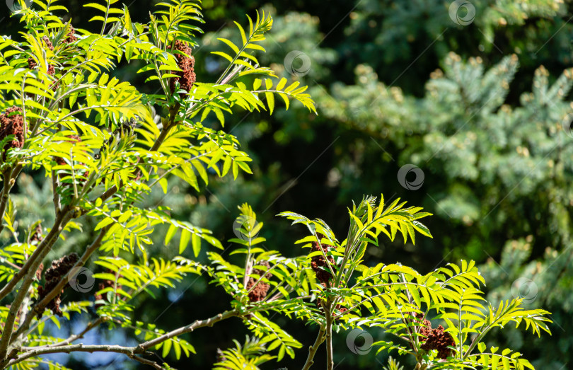 Скачать Множество красивых ажурных молодых ярко-зеленых листьев Rhus typhina (сумаха рогатого, семейства анакардиевых) при естественном солнечном свете на размытом фоне голубой ели фотосток Ozero