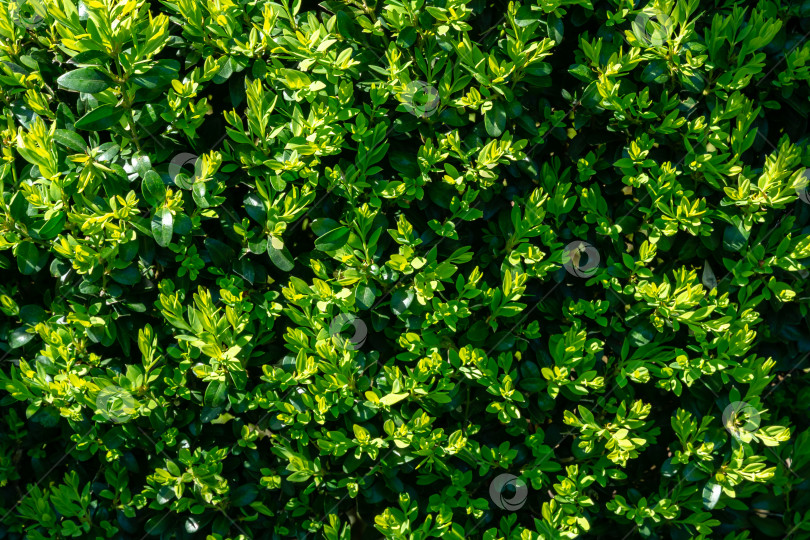 Скачать Яркая новая зеленая листва самшита Buxus sempervirens служит фоном для зеленого сада. фотосток Ozero