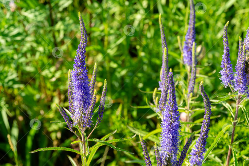 Скачать Крупный план красивых голубых цветов спидвелла Veronica spicata Ulster Blue Dwarf фотосток Ozero
