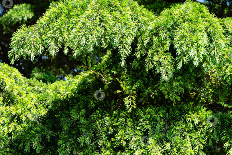 Скачать Крупный план молодой ярко-зеленой хвои гималайского кедра (Cedrus Deodara, Деодар), растущего на побережье Черного моря в городе Туапсе фотосток Ozero