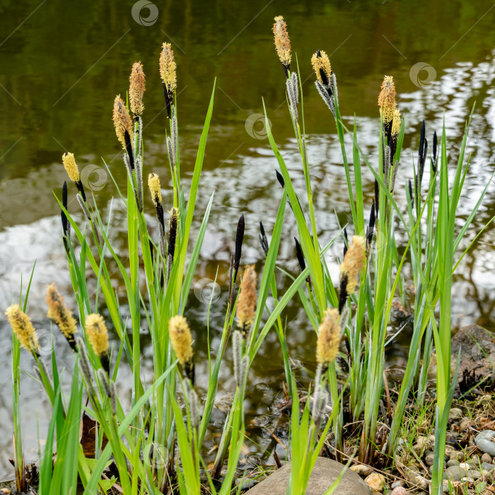 Скачать Цветущая осока Carex nigra (Carex melanostachya) Черная или обыкновенная осока на берегу садового пруда фотосток Ozero