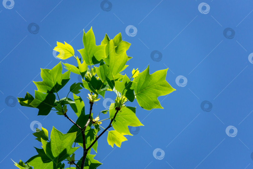 Скачать Молодые листья тюльпанного дерева (Liriodendron tulipifera), называемого Тюльпанным деревом, Американским тюльпанным деревом, тюльпанным тополем, желтым тополем, белым деревом на фоне ясного голубого неба фотосток Ozero