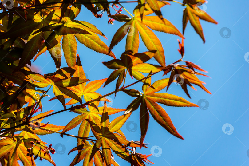 Скачать Молодые оранжевые с красным листья японского клена Acer Palmatum распускаются ранней весной фотосток Ozero