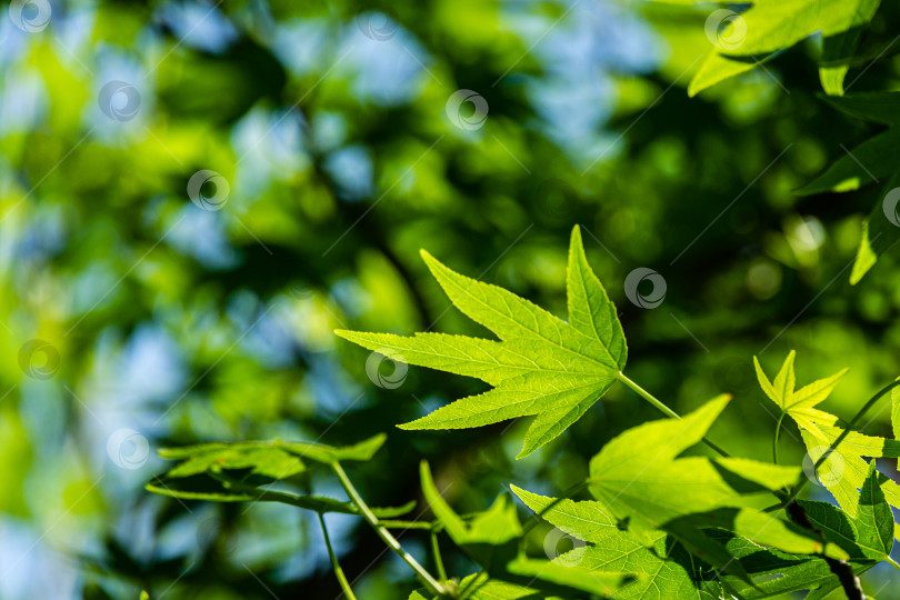 Скачать Крупный план ярко-зеленых листьев Liquidambar styraciflua, янтарного дерева, называемого американской сладкой смолой, на фоне солнца на красочном зелено-голубом фоне сада в стиле боке фотосток Ozero