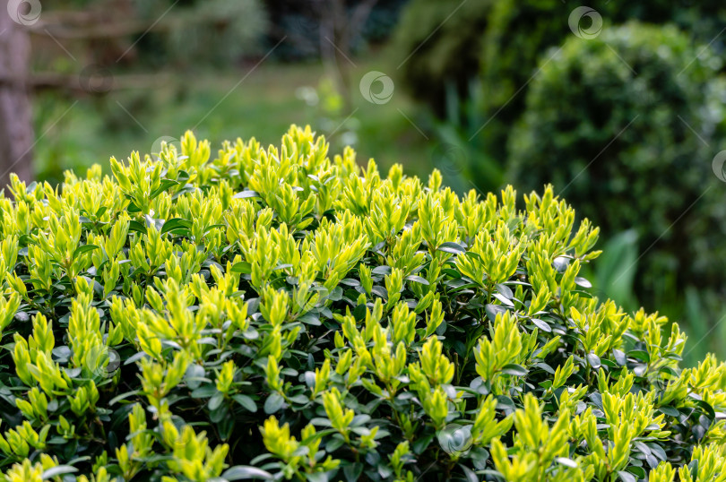Скачать Ярко-зеленая листва самшита Buxus sempervirens на фоне темно-зеленого сада. Подстриженный самшит. фотосток Ozero